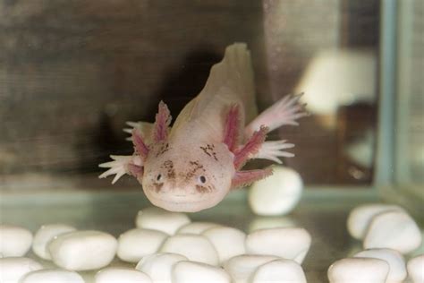 Enigma axolotl price. Things To Know About Enigma axolotl price. 